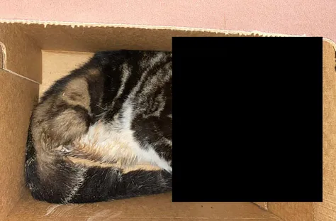 The dead cat and the note that was left on the doorstep.